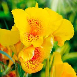 Каннa Yellow (x1)